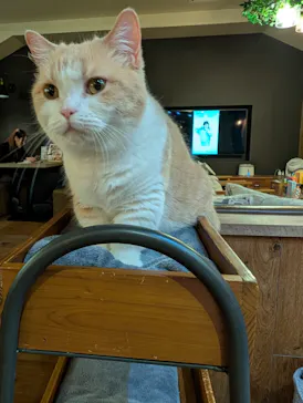 猫カフェモカ　池袋東口店に投稿された画像（2026/3/18）