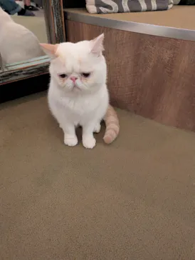 猫カフェモカ　池袋東口店に投稿された画像（2026/3/18）