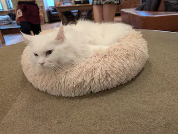 猫カフェモカ　池袋東口店に投稿された画像（2026/3/18）