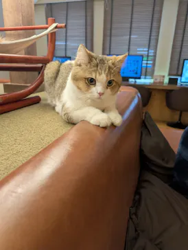 猫カフェモカ　池袋東口店に投稿された画像（2026/3/18）