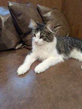 猫カフェモカ　池袋東口店に投稿された画像（2026/3/18）