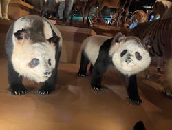 国立科学博物館に投稿された画像（2026/3/18）