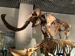 国立科学博物館に投稿された画像（2026/3/18）