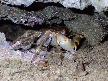 石垣島　ウミガメシュノーケル　マリンショップHAPPYに投稿された画像（2026/3/18）
