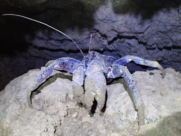 石垣島　ウミガメシュノーケル　マリンショップHAPPYに投稿された画像（2026/3/18）