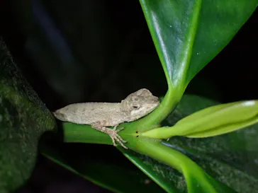石垣島　ウミガメシュノーケル　マリンショップHAPPYに投稿された画像（2026/3/18）