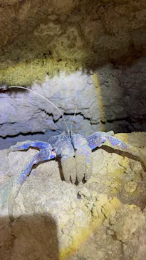 石垣島　ウミガメシュノーケル　マリンショップHAPPYに投稿された画像（2026/3/18）