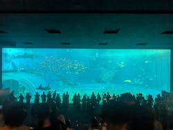 沖縄美ら海水族館に投稿された画像（2026/3/18）