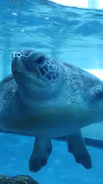 大分マリーンパレス水族館 「うみたまご」に投稿された画像（2026/3/19）