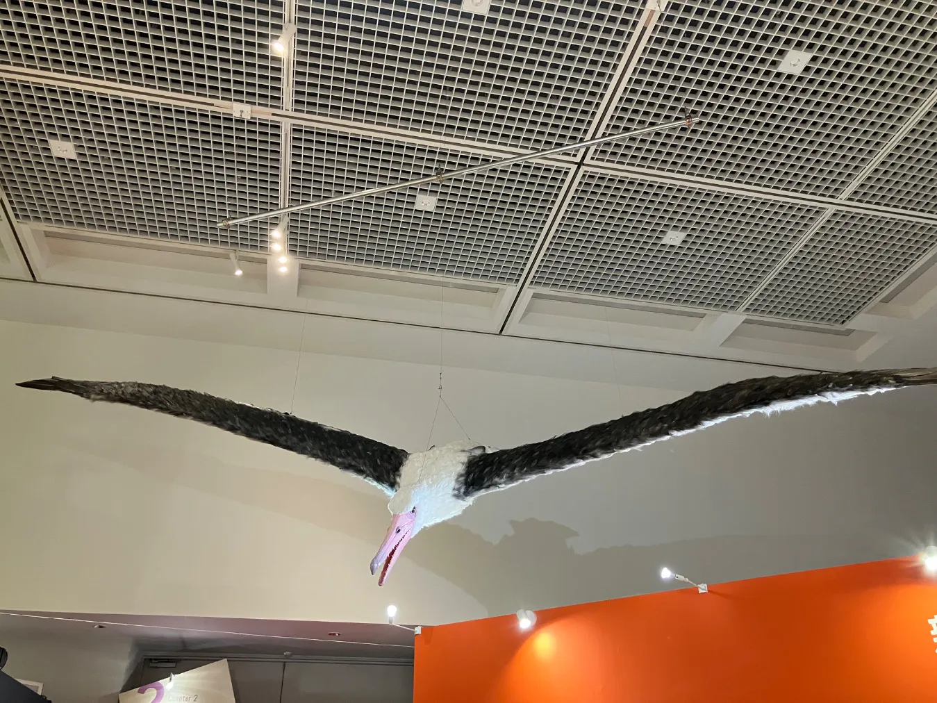 特別展「鳥 ～ゲノム解析が解き明かす新しい鳥類の系統～」の口コミ