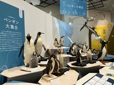 特別展「鳥 ～ゲノム解析が解き明かす新しい鳥類の系統～」に投稿された画像（2026/3/19）