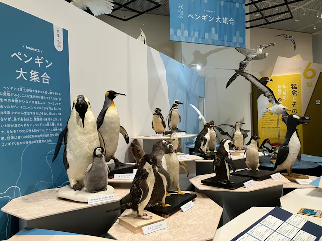 特別展「鳥 ～ゲノム解析が解き明かす新しい鳥類の系統～」の口コミ