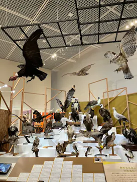 特別展「鳥 ～ゲノム解析が解き明かす新しい鳥類の系統～」に投稿された画像（2026/3/19）