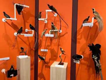 特別展「鳥 ～ゲノム解析が解き明かす新しい鳥類の系統～」に投稿された画像（2026/3/19）