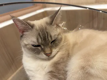 猫カフェモカ　イオンモール幕張新都心店に投稿された画像（2026/3/19）