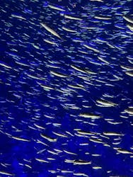 大分マリーンパレス水族館 「うみたまご」に投稿された画像（2026/3/19）