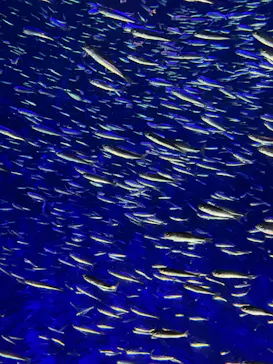 大分マリーンパレス水族館 「うみたまご」に投稿された画像（2026/3/19）