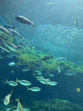 九十九島水族館海きららに投稿された画像（2026/3/19）