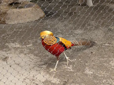 恩賜上野動物園に投稿された画像（2026/3/19）