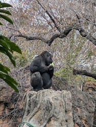恩賜上野動物園に投稿された画像（2026/3/19）