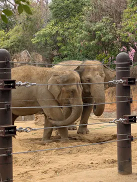 恩賜上野動物園に投稿された画像（2026/3/19）