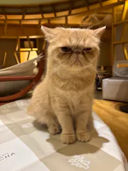 猫カフェモカ　新宿店に投稿された画像（2026/3/19）