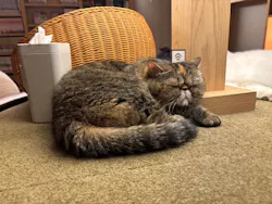 猫カフェモカ　新宿店に投稿された画像（2026/3/19）