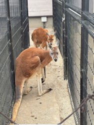 東武動物公園に投稿された画像（2026/3/19）