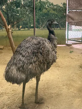 天王寺動物園に投稿された画像（2026/3/19）