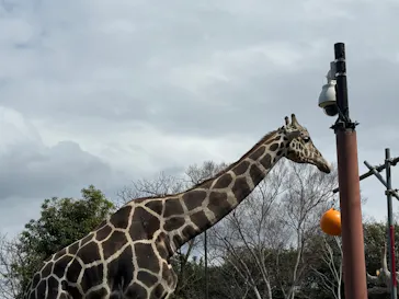 天王寺動物園に投稿された画像（2026/3/19）