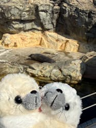 大分マリーンパレス水族館 「うみたまご」に投稿された画像（2026/3/19）