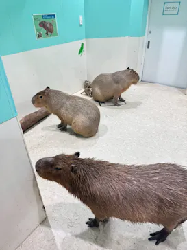 アニタッチアクアシティお台場に投稿された画像（2026/3/19）