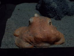 サンシャイン水族館に投稿された画像（2026/3/19）