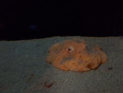 サンシャイン水族館に投稿された画像（2026/3/19）