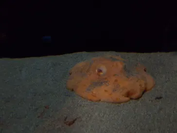 サンシャイン水族館に投稿された画像（2026/3/19）
