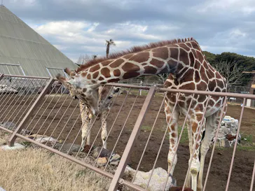 伊豆シャボテン動物公園に投稿された画像（2026/3/19）