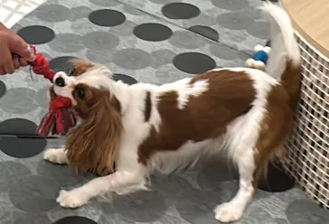 いぬカフェRio ゆめタウン久留米店に投稿された画像（2026/3/19）