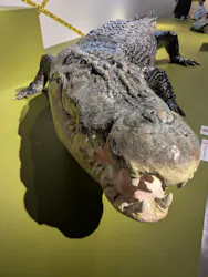 特別展「超危険生物展　科学で挑む生き物の本気」に投稿された画像（2026/3/19）