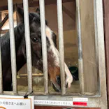 ノーザンホースパークに投稿された画像（2026/3/19）