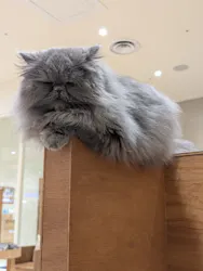 Cat Café MOFF SHIMINT HIROSHIMA店に投稿された画像（2026/3/19）
