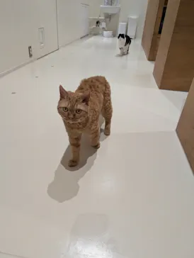 Cat Café MOFF SHIMINT HIROSHIMA店に投稿された画像（2026/3/19）