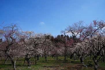 偕楽園本園に投稿された画像（2026/3/19）