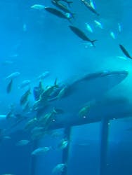 沖縄美ら海水族館に投稿された画像（2026/3/19）