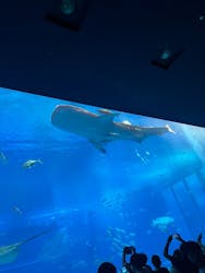沖縄美ら海水族館に投稿された画像（2026/3/19）