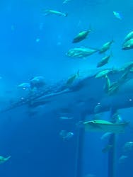 沖縄美ら海水族館に投稿された画像（2026/3/19）