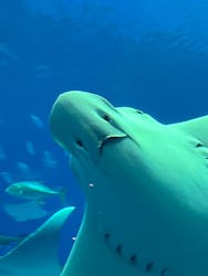 沖縄美ら海水族館に投稿された画像（2026/3/19）