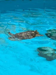 沖縄美ら海水族館に投稿された画像（2026/3/19）