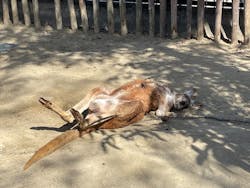 名古屋市東山動植物園に投稿された画像（2026/3/19）