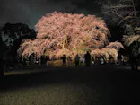 六義園に投稿された画像（2026/3/19）