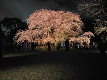 六義園に投稿された画像（2026/3/19）